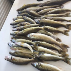 walleye Fishing Report Lake of the Woods 2017